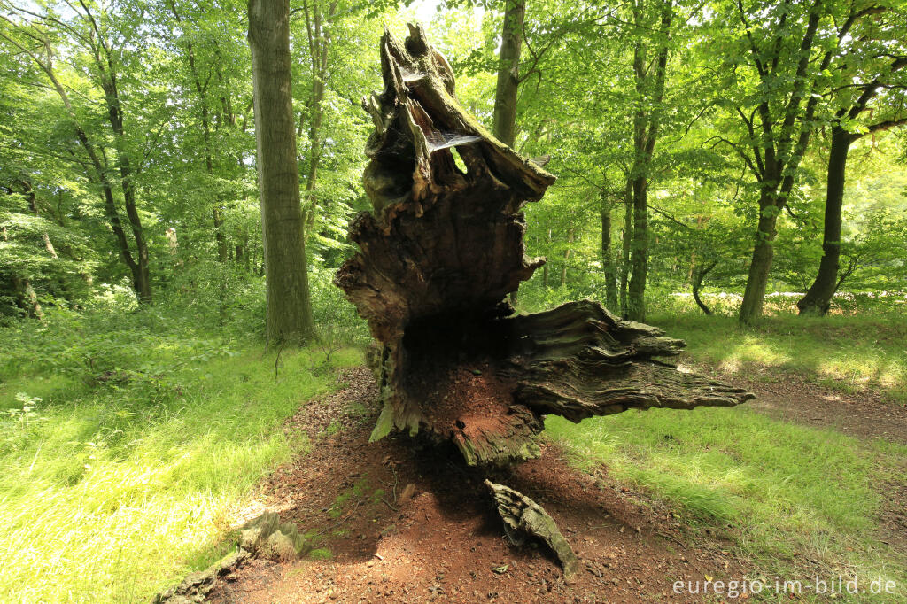 Detailansicht von Totholz, Baumallee von Bassenheim zum Karmelenberg