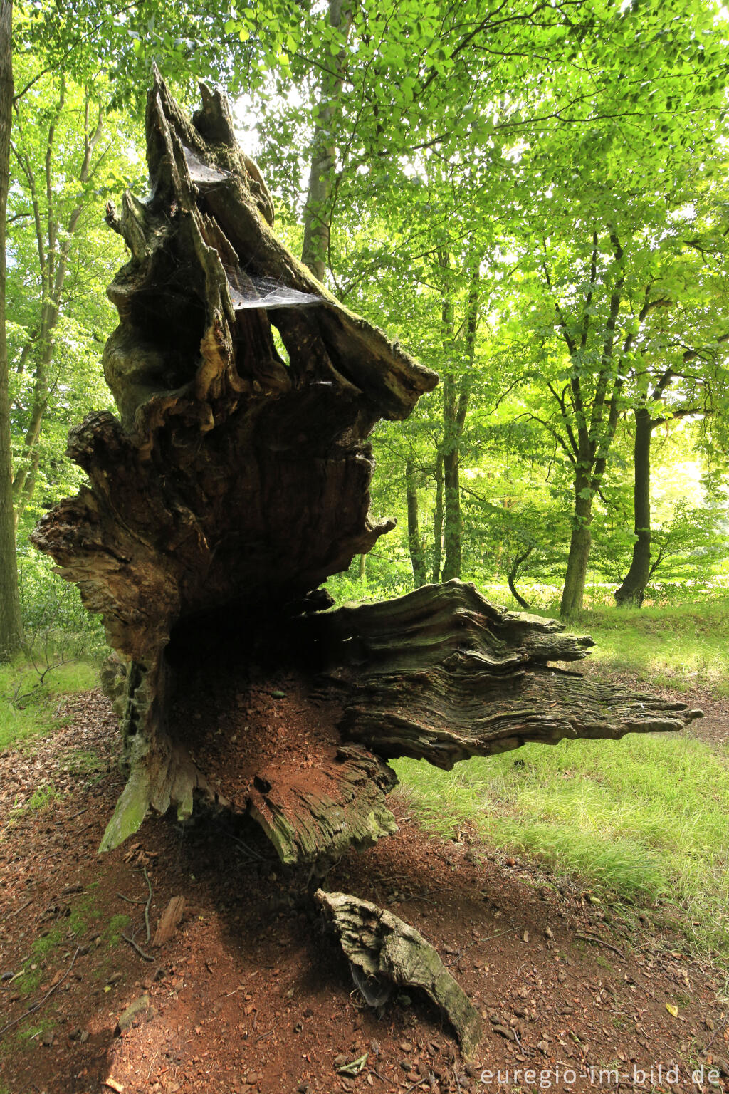 Detailansicht von Totholz, Baumallee von Bassenheim zum Karmelenberg