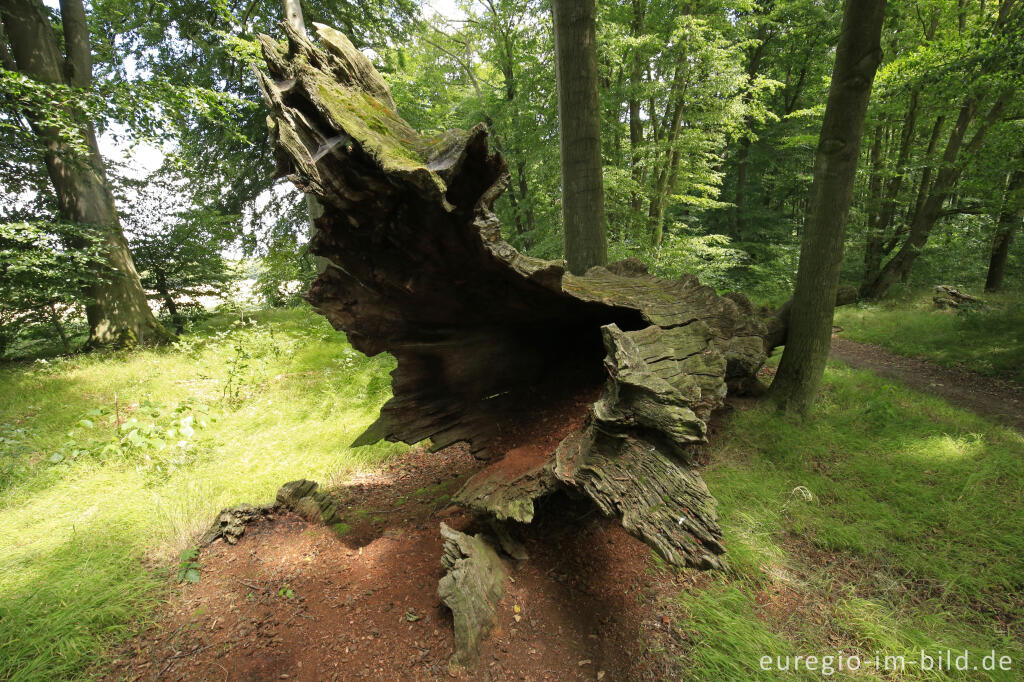 Detailansicht von Totholz, Baumallee von Bassenheim zum Karmelenberg