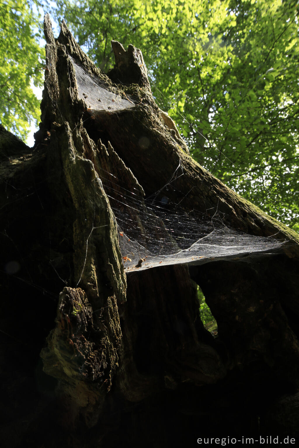 Detailansicht von Totholz, Baumallee von Bassenheim zum Karmelenberg