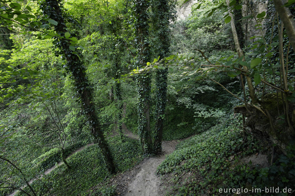 Detailansicht von Trass, Brohltal, Vulkaneifel, Trasshöhlen, vulkanisch, Höhlen, Höhlen- und Schluchtensteig, Wanderwege, Brohl,