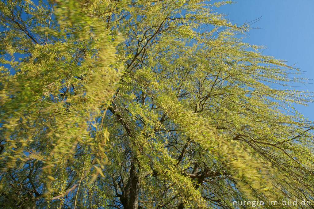 Detailansicht von Trauerweide im Frühling