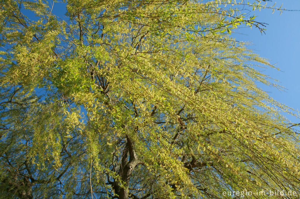 Detailansicht von Trauerweide im Frühling