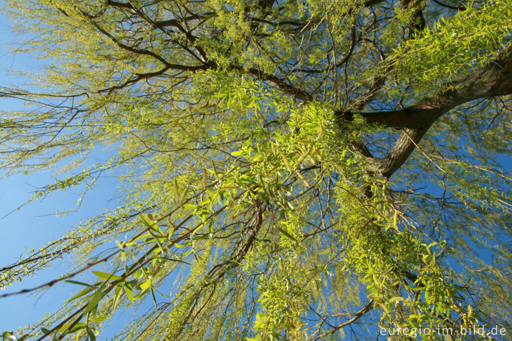 Detailansicht von Trauerweide im Frühling