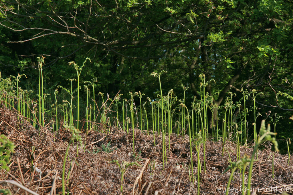 Detailansicht von Triebe des Adlerfarns im Frühling