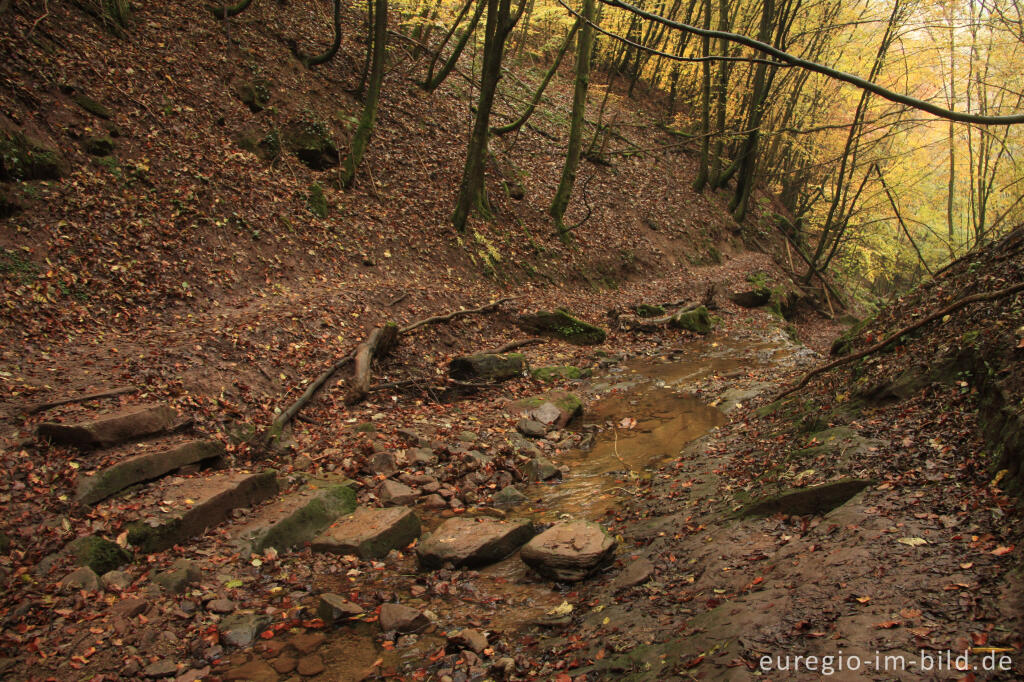 Detailansicht von Trittsteine durch das Bachbett, Butzerbachtal, Südeifel