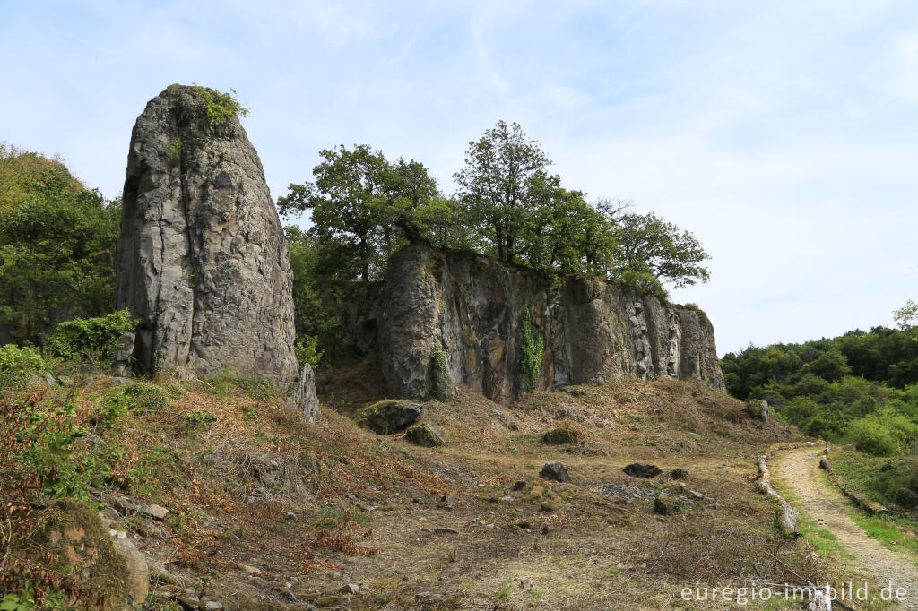 Detailansicht von Trockenbiotop mit Umläufer auf dem Stenzelberg