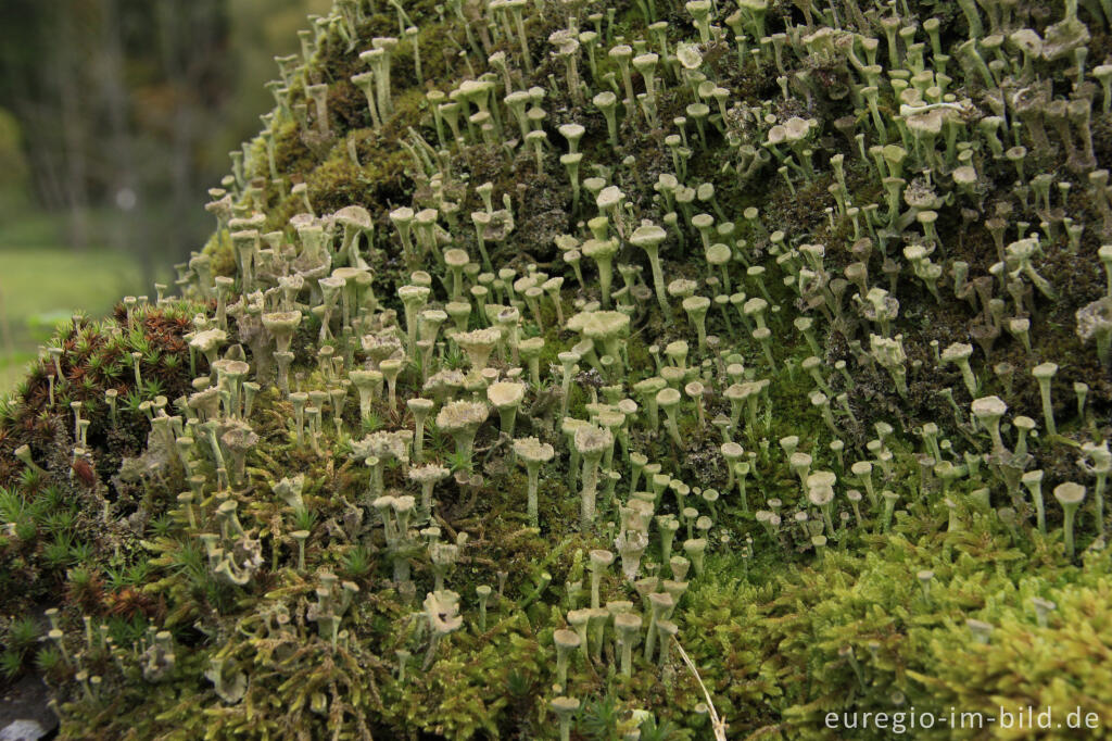 Detailansicht von Trompetenflechte, Cladonia fimbriata, auf einem bemoosten Felsen