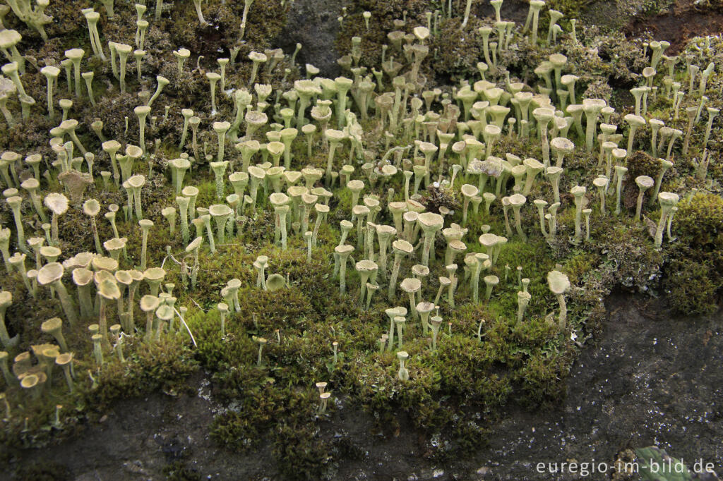 Detailansicht von Trompetenflechte, Cladonia fimbriata, auf einem bemoosten Felsen