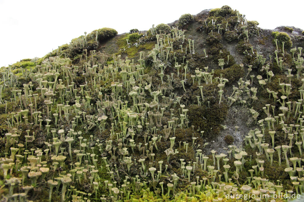 Detailansicht von Trompetenflechte, Cladonia fimbriata, auf einem bemoosten Felsen