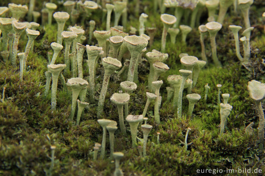 Detailansicht von Trompetenflechte, Cladonia fimbriata, auf einem bemoosten Felsen