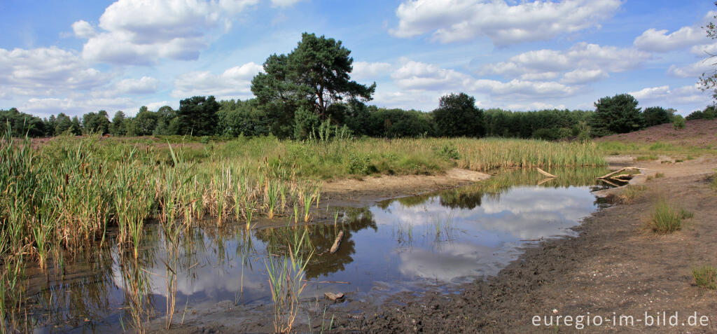 Detailansicht von Tümpel in der Brunssummerheide