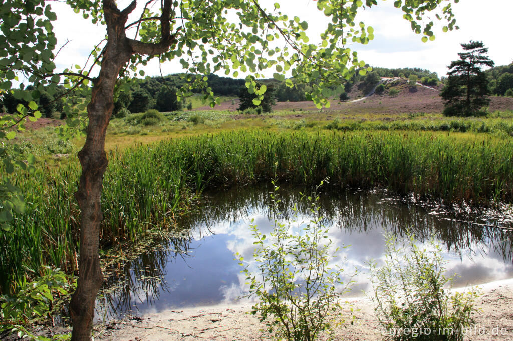 Detailansicht von Tümpel in der Brunssummerheide