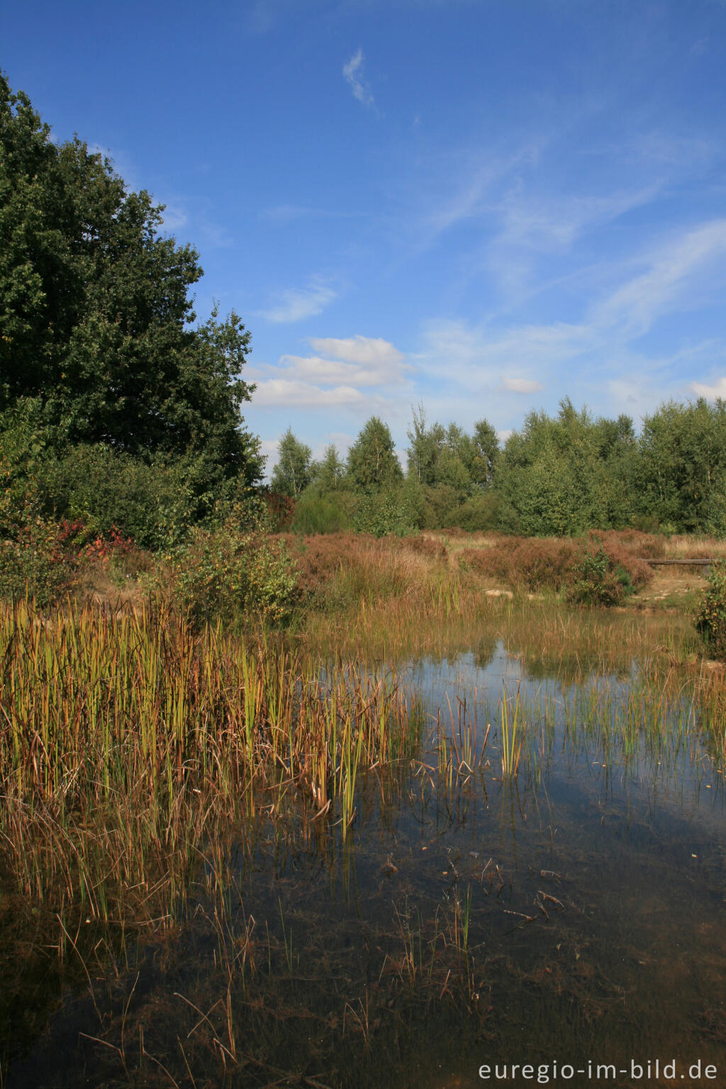 Detailansicht von Tümpel in der Drover Heide