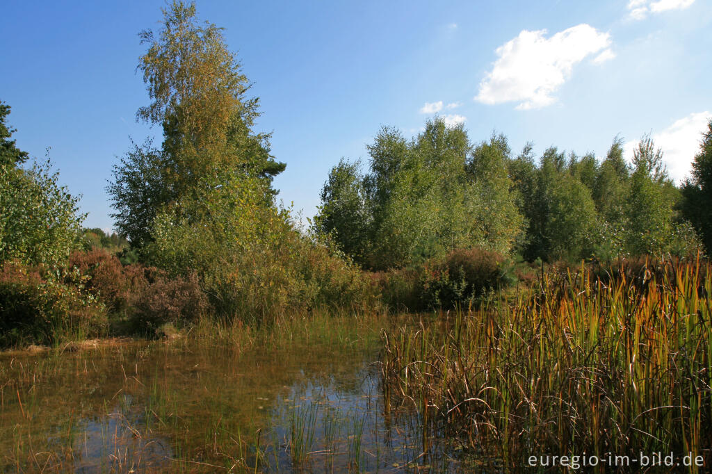 Detailansicht von Tümpel in der Drover Heide