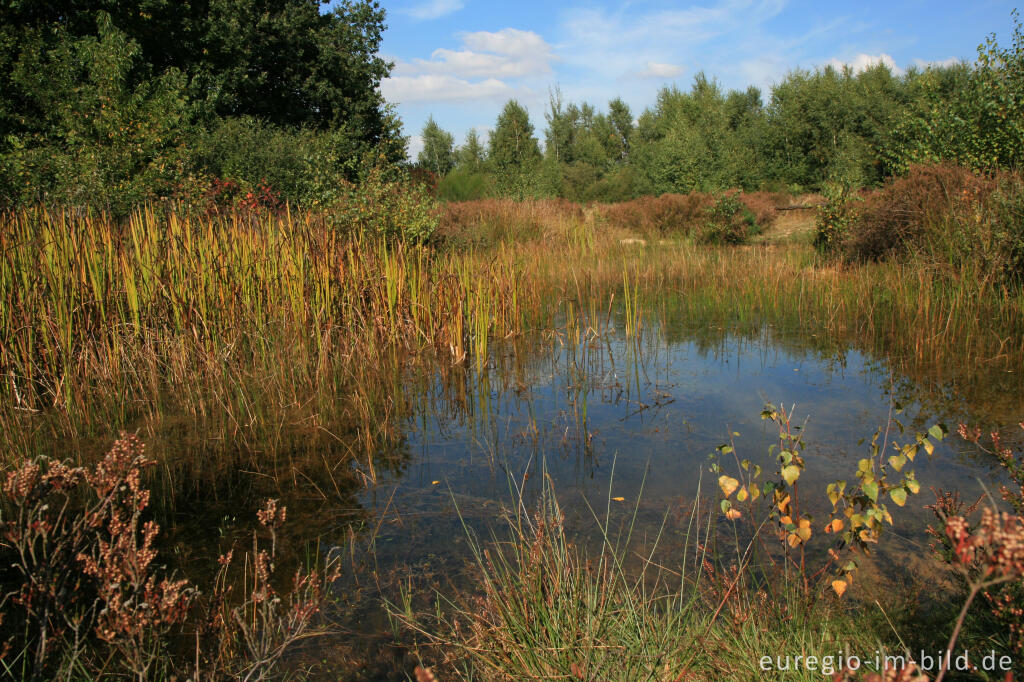 Tümpel in der Drover Heide