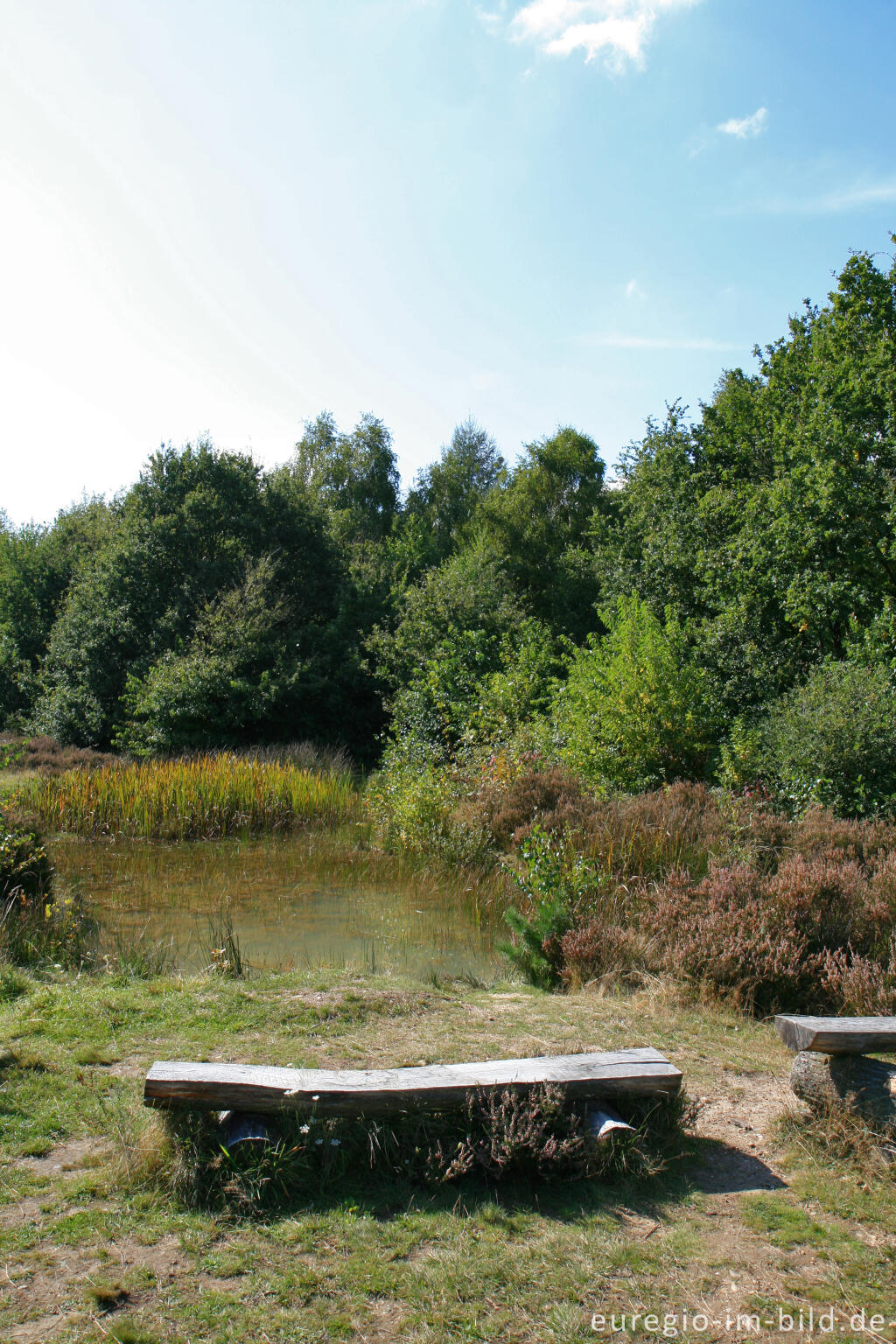 Detailansicht von Tümpel mit Bank in der Drover Heide