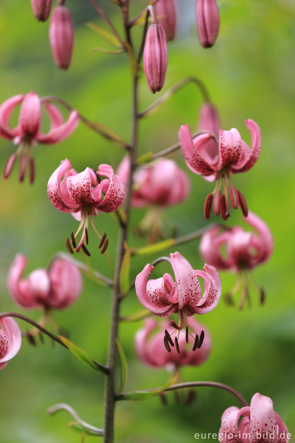 Detailansicht von Türkenbund-Lilie, Lilium martagon