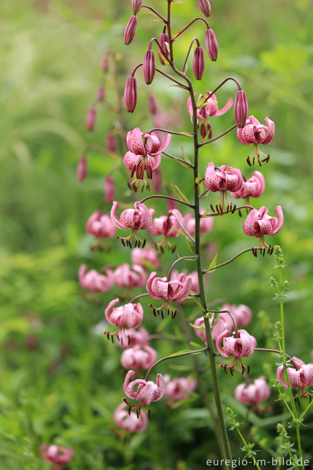 Detailansicht von Türkenbund-Lilie, Lilium martagon