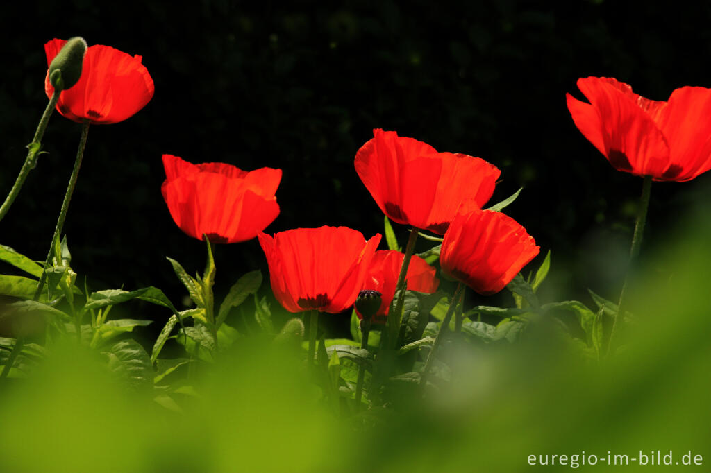 Detailansicht von Türkischer Mohn, Papaver orientale