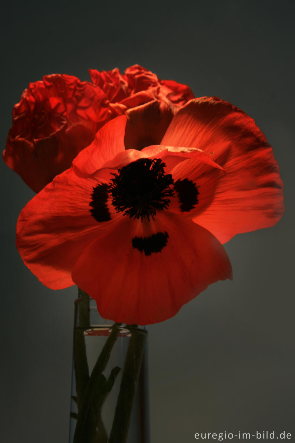 Detailansicht von Türkischer Mohn, Papaver orientale