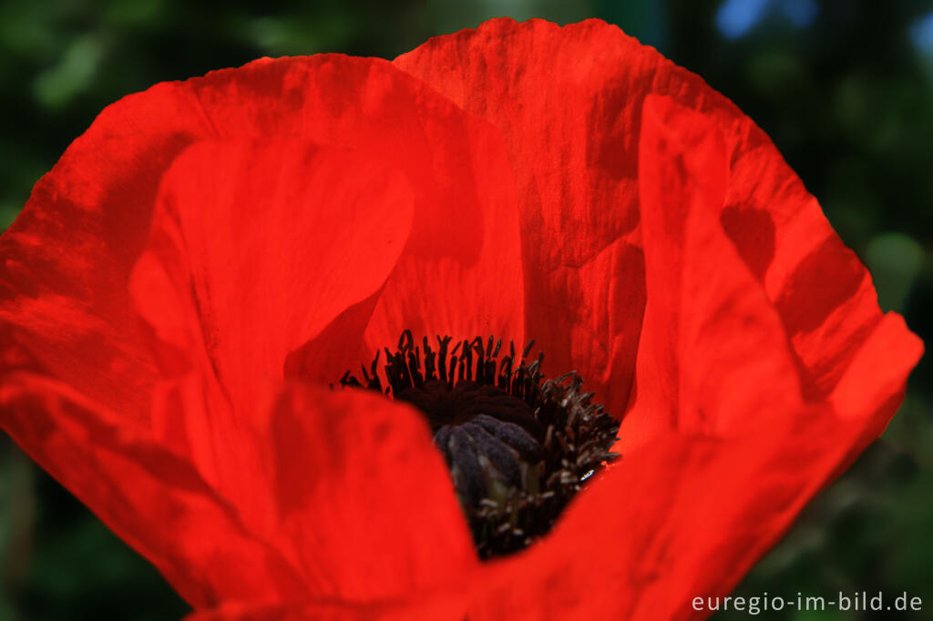 Detailansicht von Türkischer Mohns, Papaver orientale