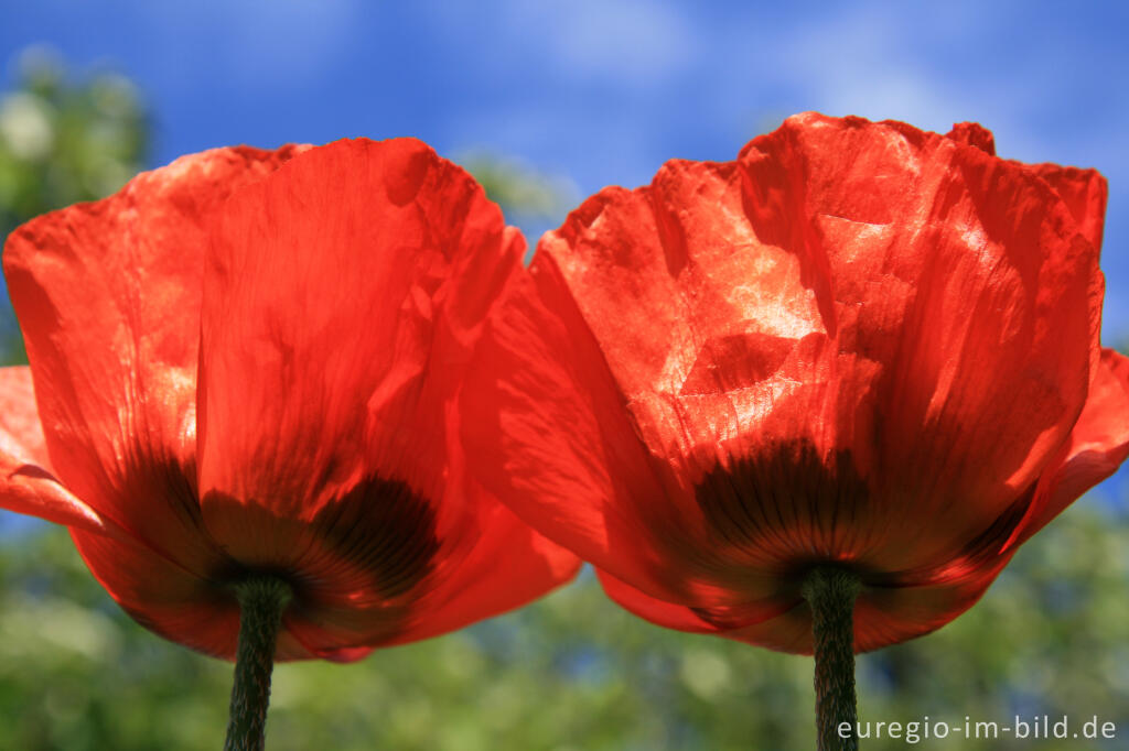 Detailansicht von Türkischer Mohns, Papaver orientale