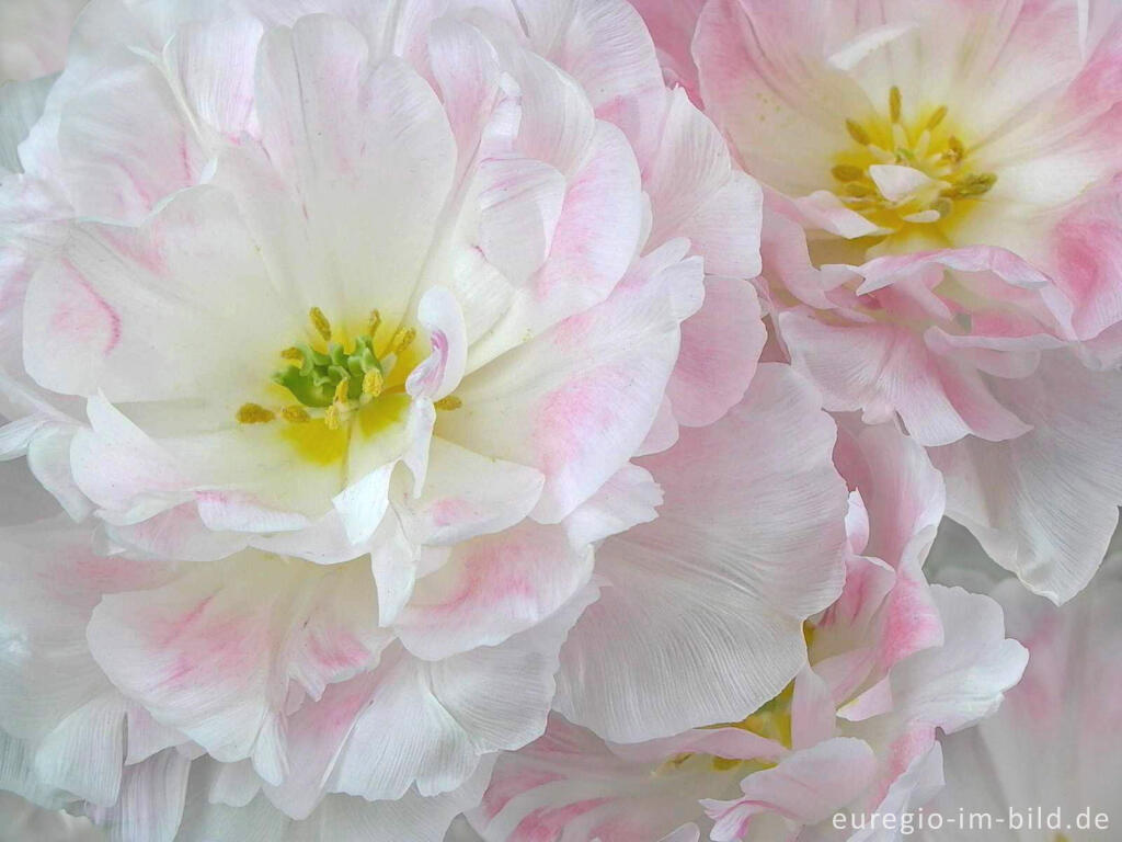 Detailansicht von Tulpe "Angelique"