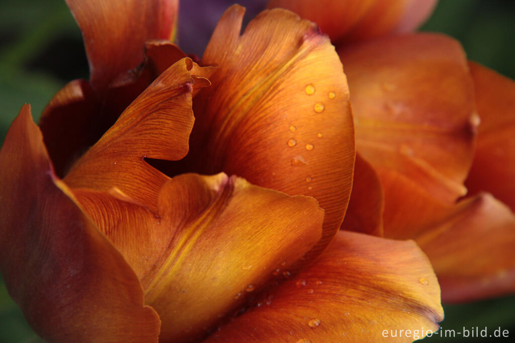 Tulpe "Breeder Copernicus" von 1918