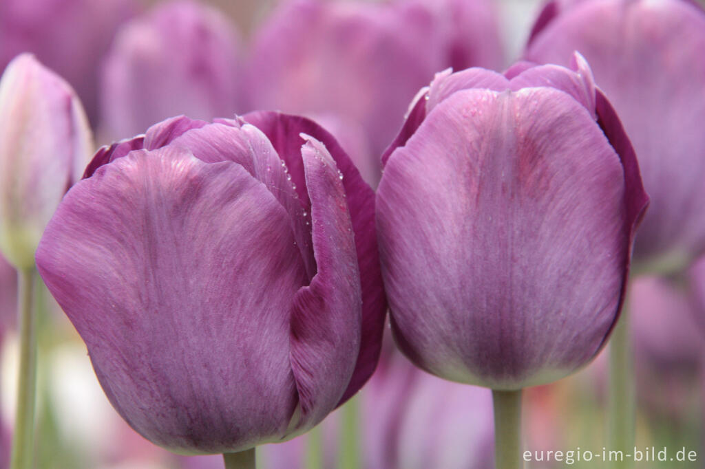 Detailansicht von Tulpe "Breeder Madras" von 1860