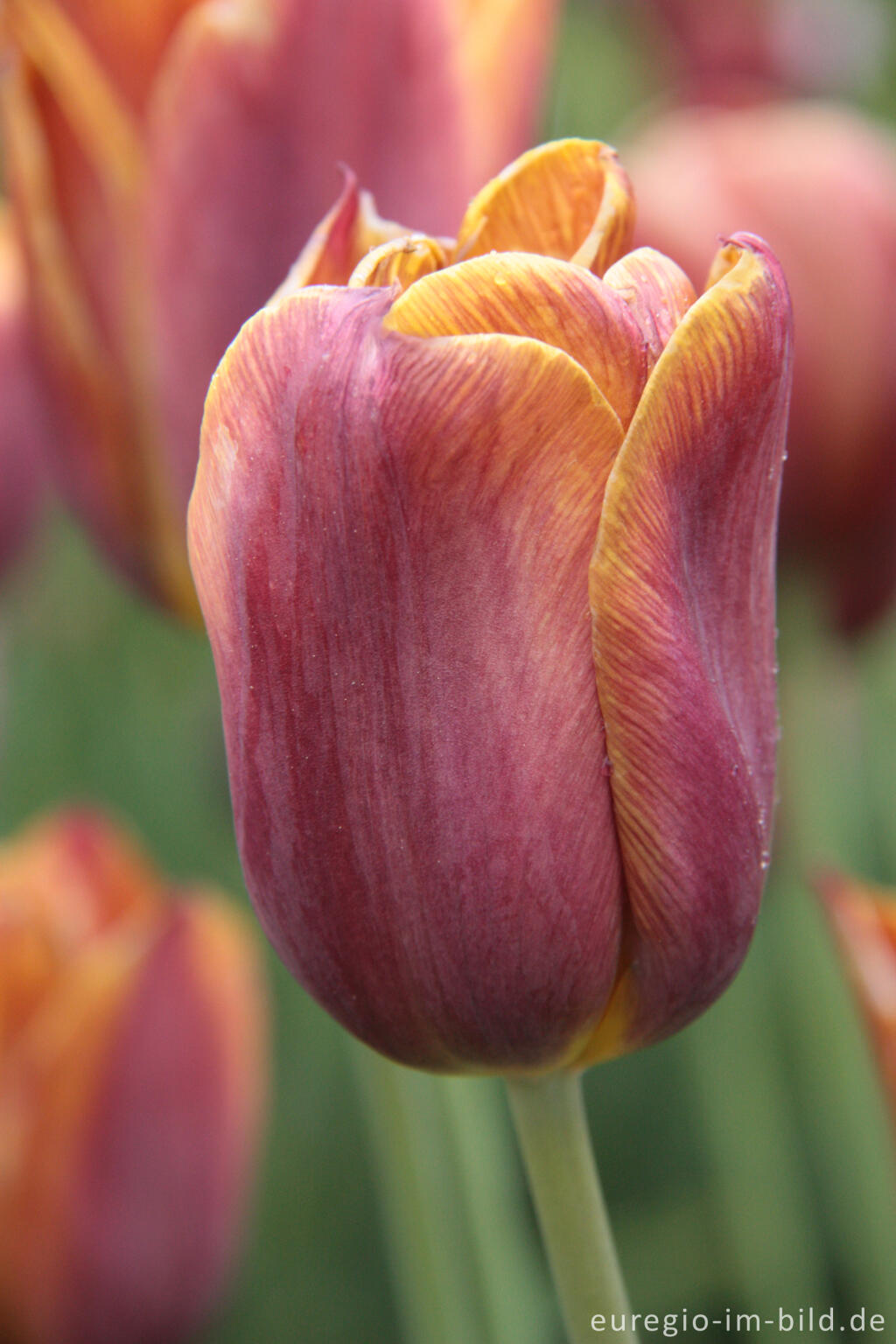 Detailansicht von Tulpe "Breeder Madras" von 1913