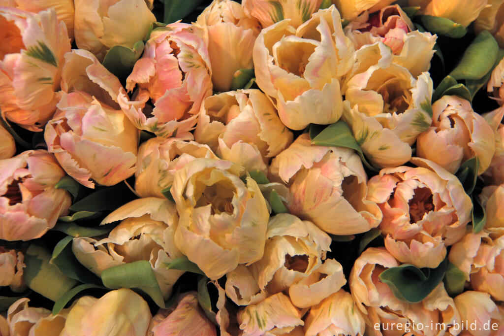 Tulpen auf dem Blumenmarkt von Amsterdam