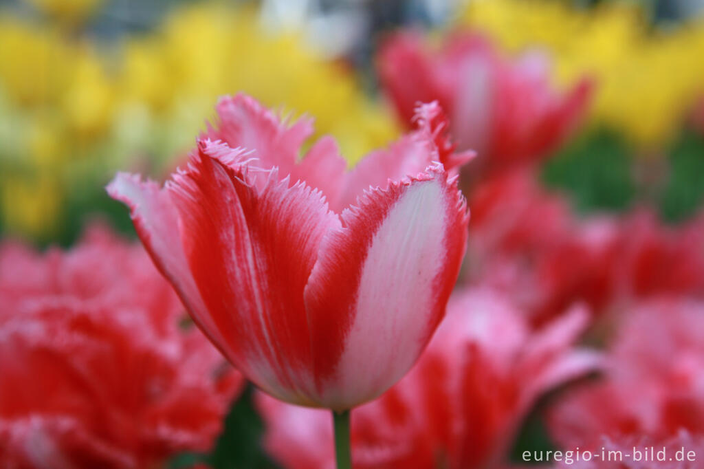 Detailansicht von Tulpen im Keukenhof in Lisse, Niederlande