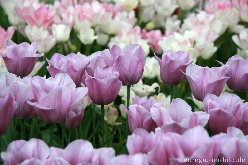 Detailansicht von Tulpen, Tulipa, Keukenhof in Lisse, NL