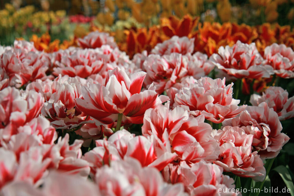 Detailansicht von Tulpen, Tulipa, Keukenhof in Lisse, NL