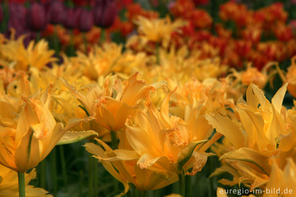 Detailansicht von Tulpen, Tulipa, Keukenhof in Lisse, NL