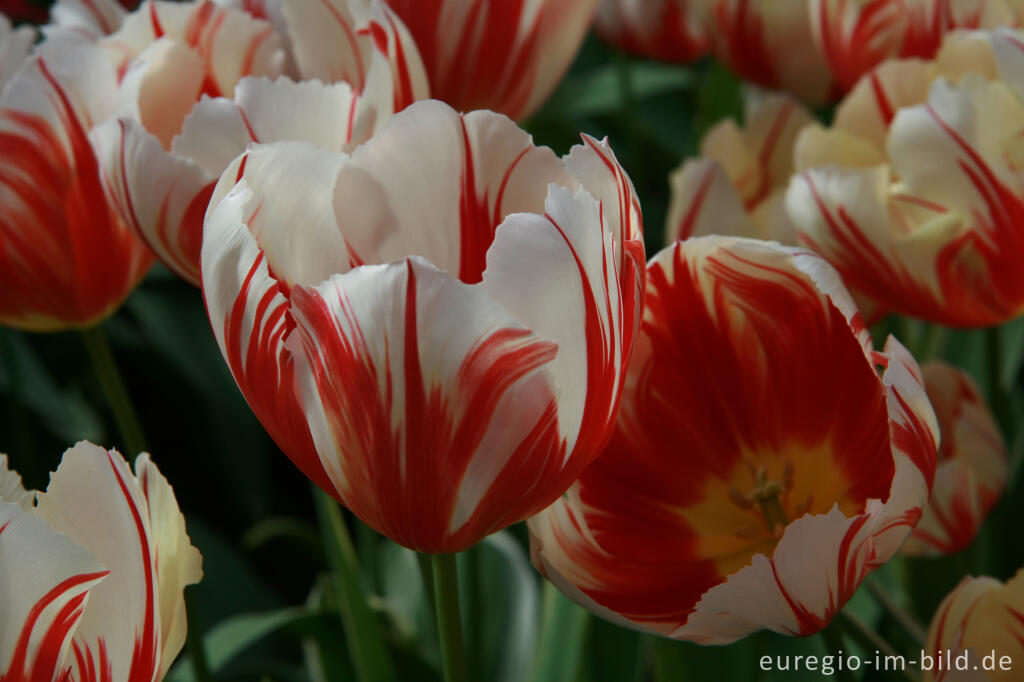 Detailansicht von Tulpen, Tulipa, Keukenhof in Lisse, NL