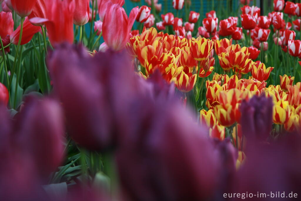 Detailansicht von Tulpen, Tulipa, Keukenhof in Lisse, NL