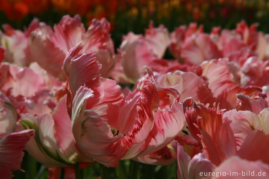 Detailansicht von Tulpen, Tulipa, Keukenhof in Lisse, NL