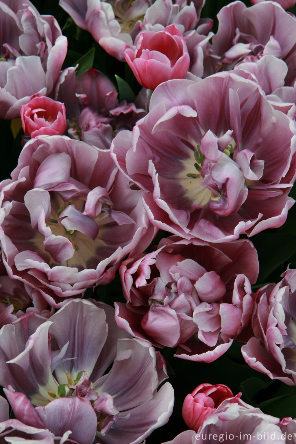 Tulpen, Tulipa, Keukenhof in Lisse, NL