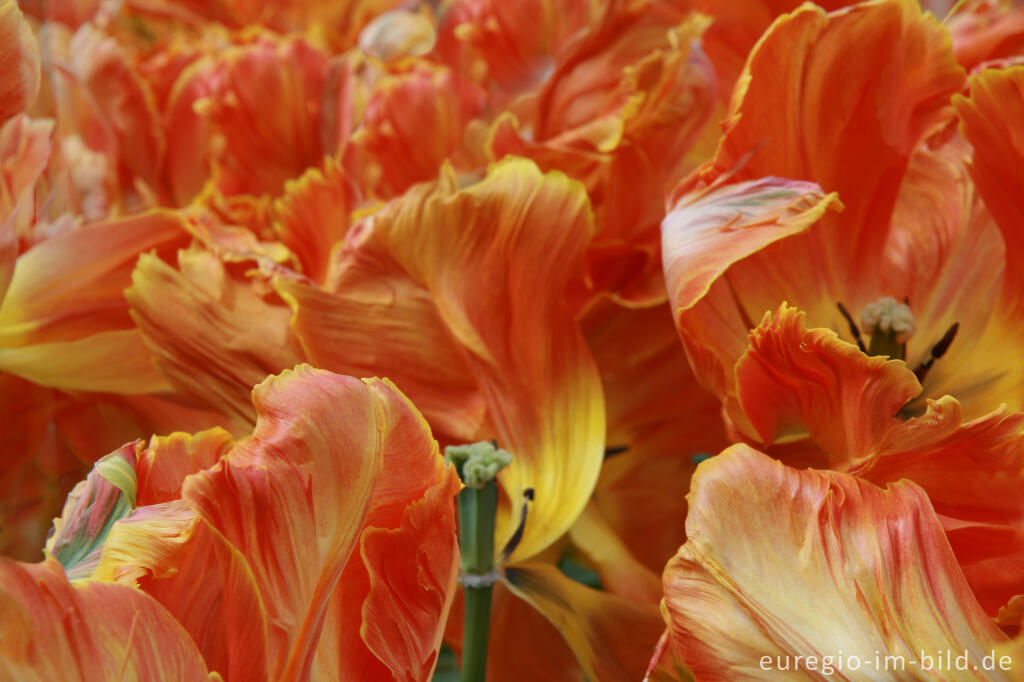 Detailansicht von Tulpen, Tulipa, Keukenhof in Lisse, NL