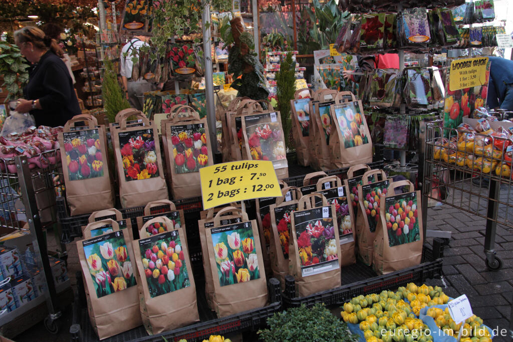 Detailansicht von Tulpenzwiebeln auf dem Blumenmarkt von Amsterdam