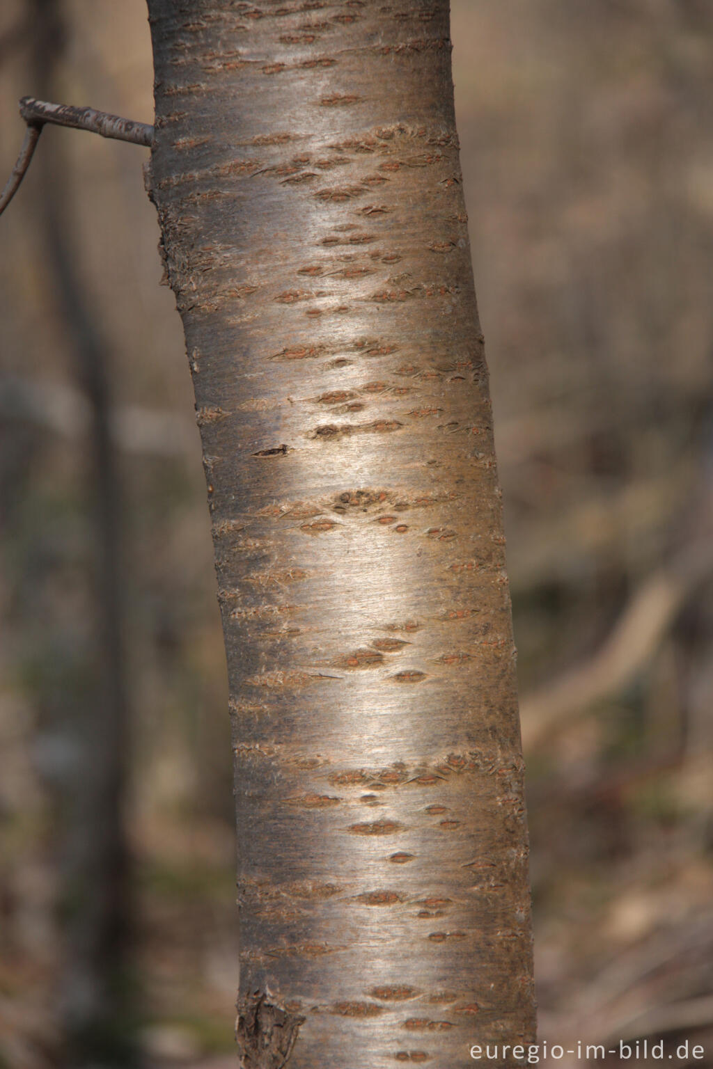 Detailansicht von Typische Kirschbaumrinde bei einem jungen Baum (Schneeberg)