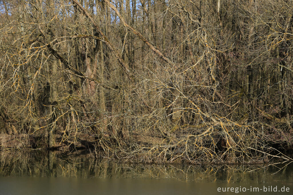 Detailansicht von Uferzone an einem Weiher im Februar