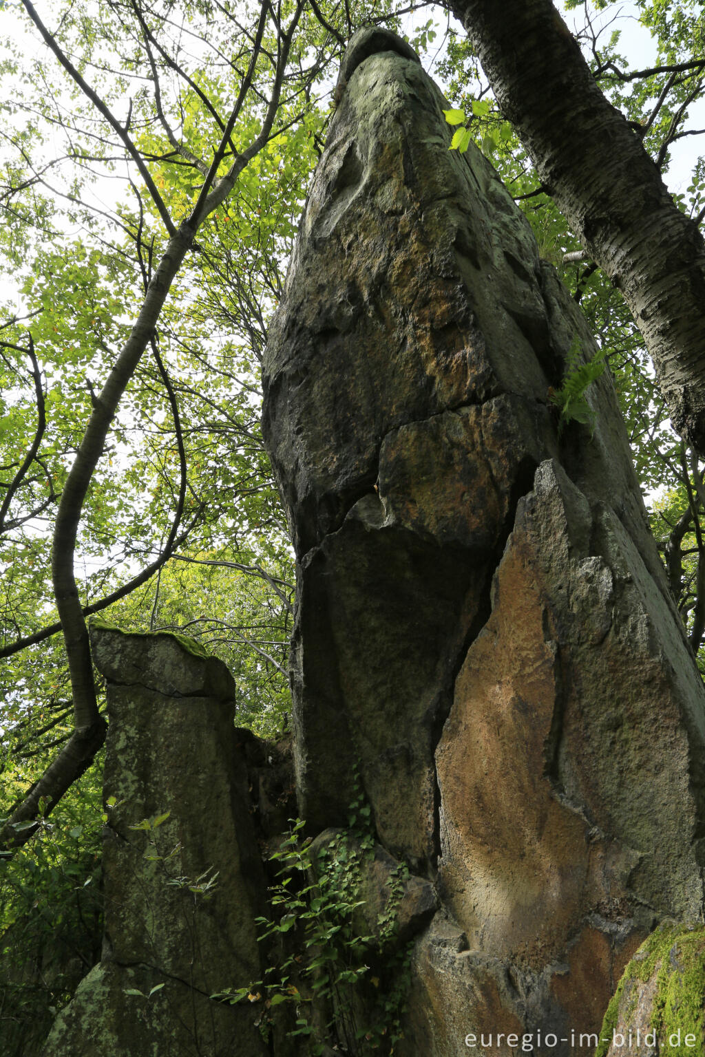 Detailansicht von Umläufer auf dem Stenzelberg