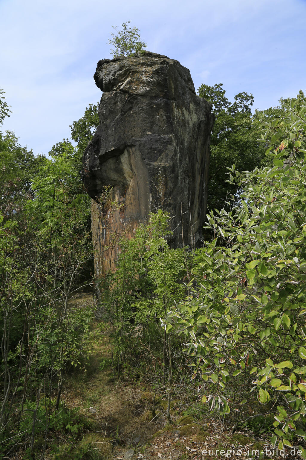 Detailansicht von Umläufer auf dem Stenzelberg