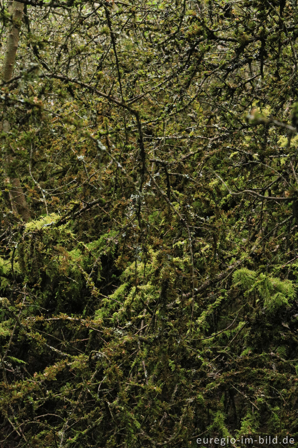 Detailansicht von Undurchdringliches Gestrüpp beim Matronenheiligtum von Nettersheim