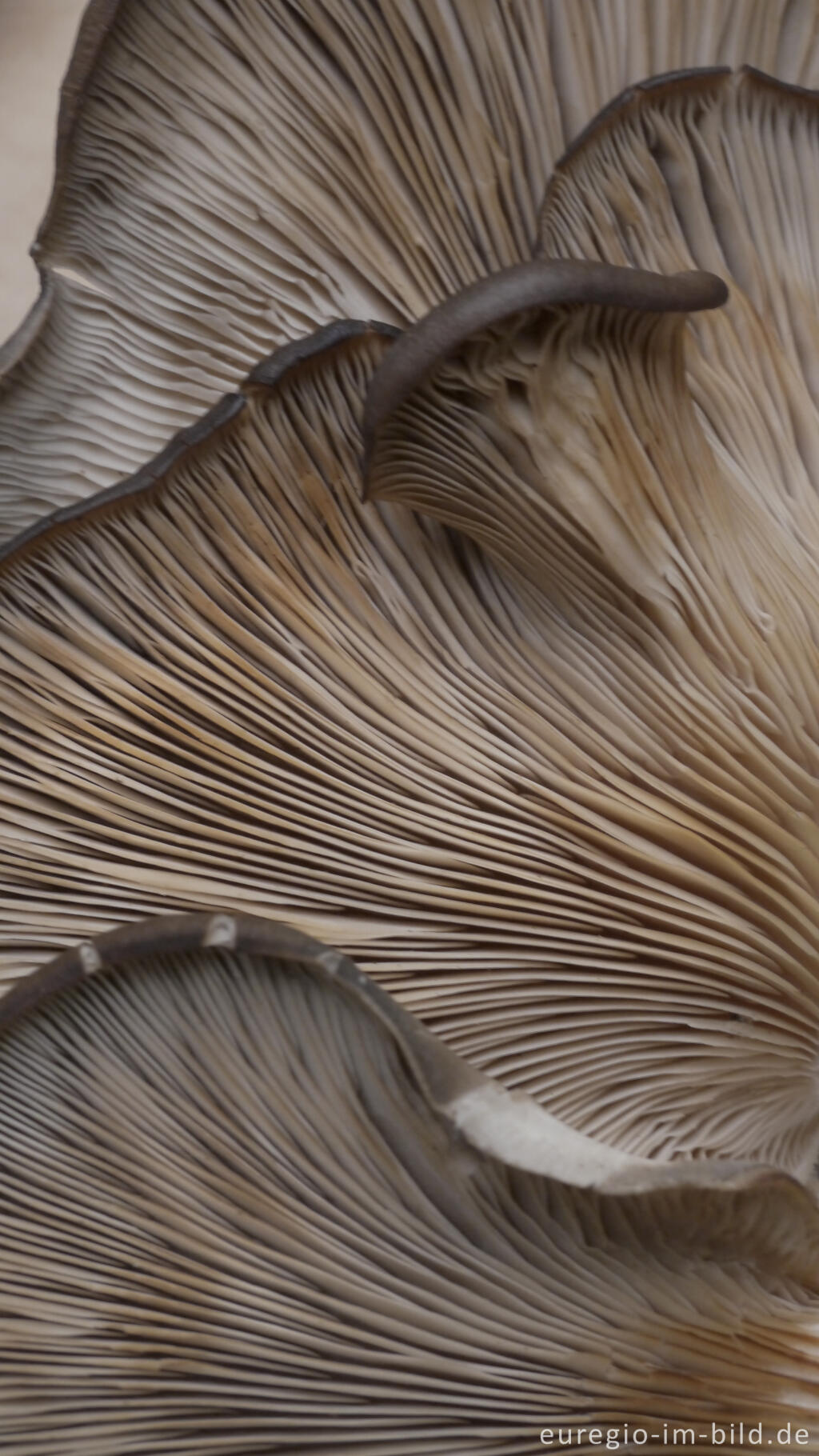 Unterseite von Austernseitlingen, Pleurotus ostreatus