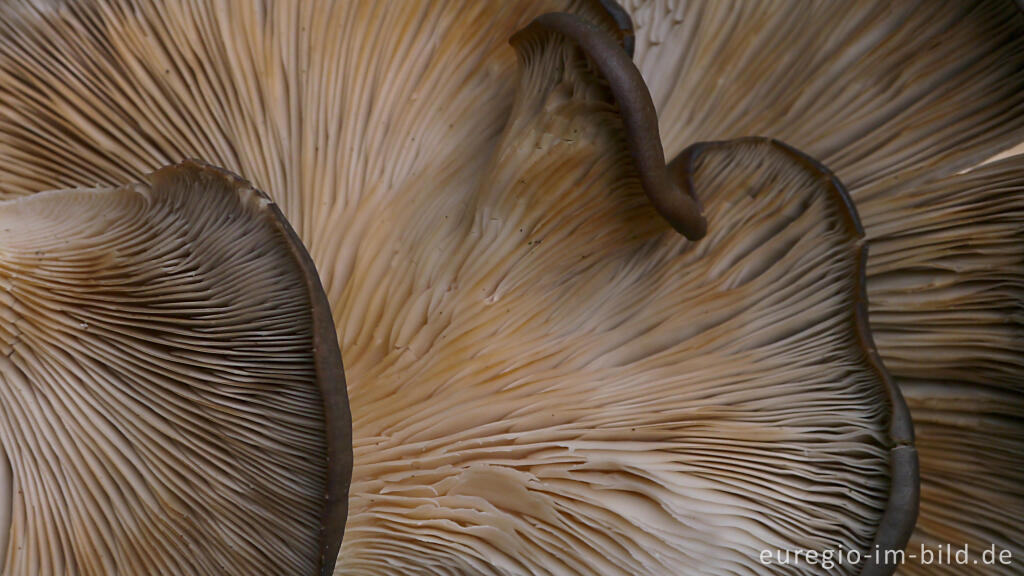 Detailansicht von Unterseite von Austernseitlingen, Pleurotus ostreatus