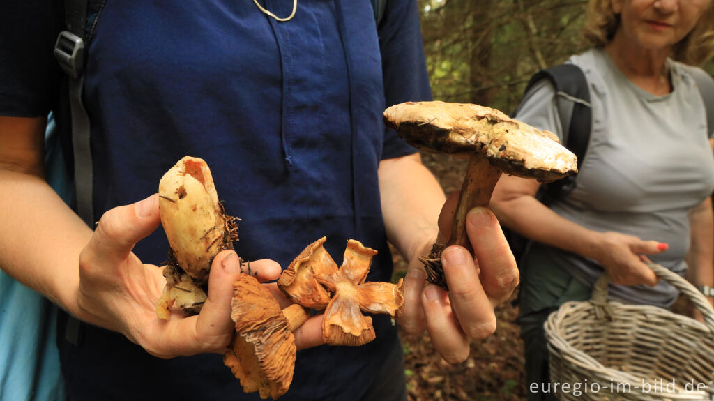 Detailansicht von Unterwegs mit der Pilz AG bei Roetgen